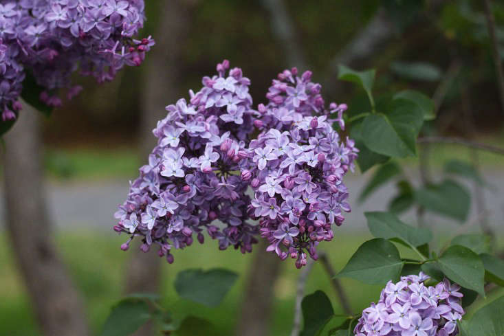Native to temperate parts of Europe and Asia, lilacs or Syringa are members of the olive family (Oleaceae). Here, a Syringa hyacithiflora 